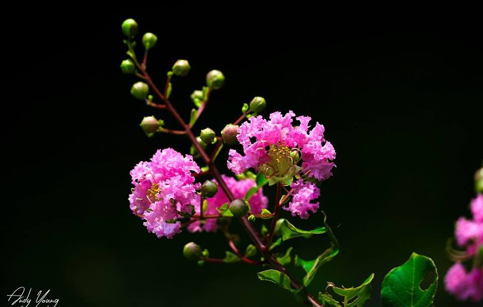 Hoa tường vi