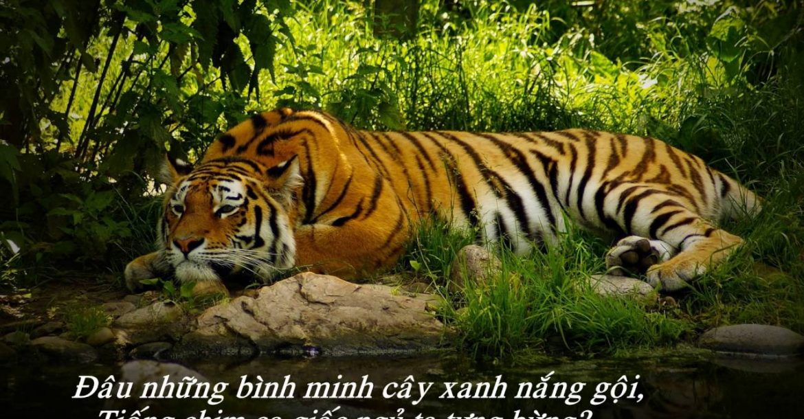 Qua hình tượng con hổ &#8221; nhớ rừng&#8221; Thế Lữ​ đã gửi gắm điều gì ?