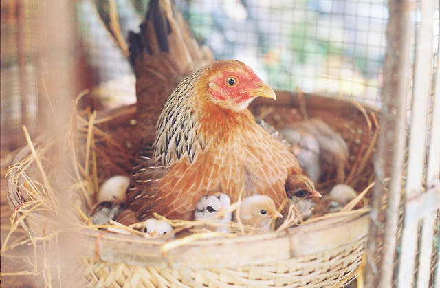 Tại sao gà con sinh ra?-Xuân Quỳnh, Bầu trời trong quả trứng, NXB Kim Đồng, 1982 Tại sao gà con sinh ra?