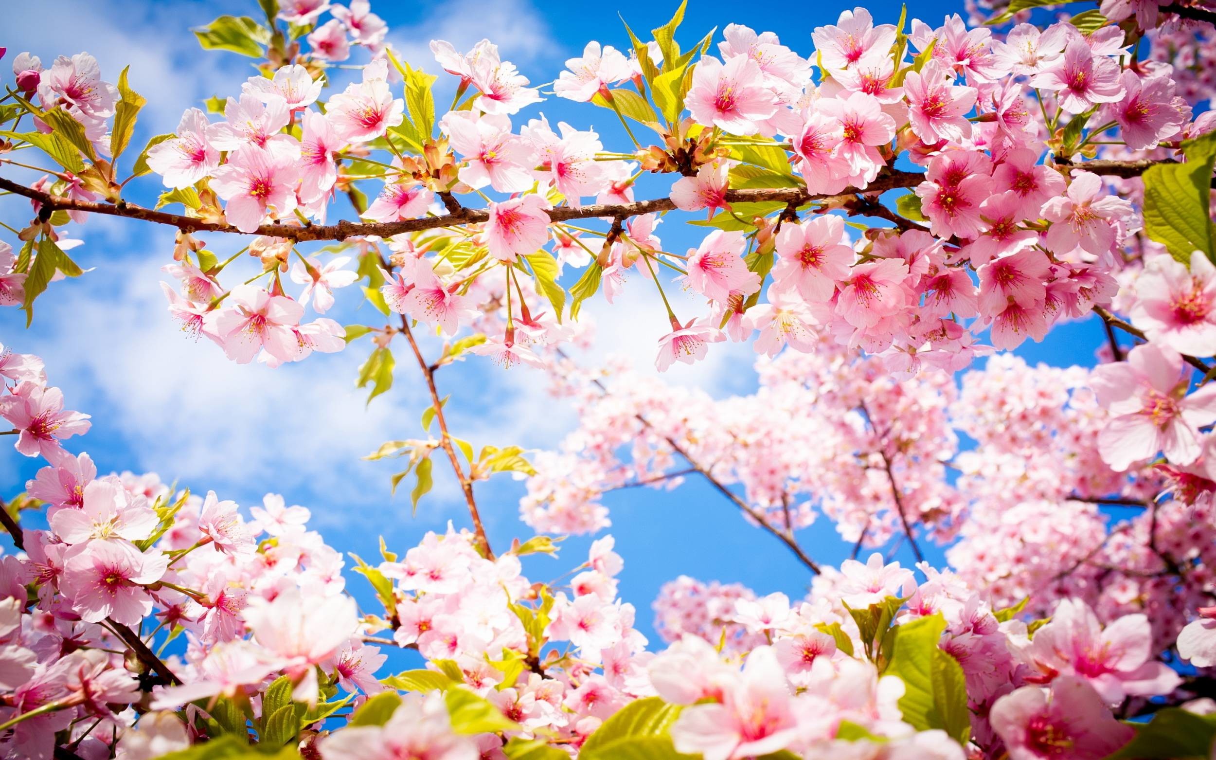 Chùm thơ mùa xuân mang sắc hoa, thơm trái, ấm áp tình yêu. Những câu thơ tinh tế và dễ thương sẽ đưa bạn đến một mùa xuân đầy ắp những mảnh ghép cực kỳ lãng mạn và đáng yêu.