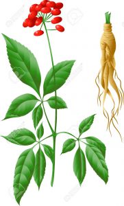 The root and stem of ginseng
