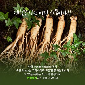 Khám phá mùa nhân sâm Hàn Quốc